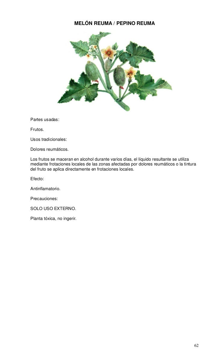 Propiedades del enebro: una planta colmada de beneficios Propiedades del enebro: una planta colmada de beneficios